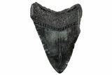 Fossil Megalodon Tooth - South Carolina #325759-1